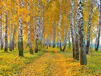 березовый лес, осенние пейзажи земли, высококачественные живописные фоны для компьютерной печати.